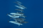 Kona Aggressor II 15661585_konadelfins_640 Liveaboards 15661585_konadelfins_640.jpg