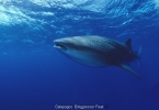 Galapagos Aggressor II 16621911_galapagoswhalesharkag640 Liveaboards 16621911_galapagoswhalesharkag640.jpg