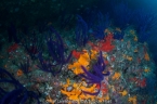 MV Red Dhow 55497861_arturoomanreef640 Liveaboards 55497861_arturoomanreef640.jpg