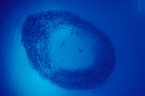 M/V Bilikiki 81936321_swirling_barracuda Liveaboards 81936321_swirling_barracuda.jpg